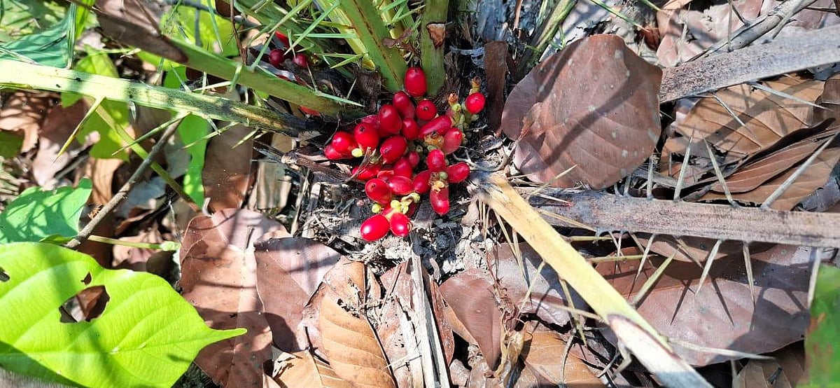 কালিয়াগঞ্জ শালবনে সন্ধান পাওয়া খুদি খেজুরগাছে ফল ধরেছে। রোববার বিকেলে শালবনের ধর্মপুর এলাকায়