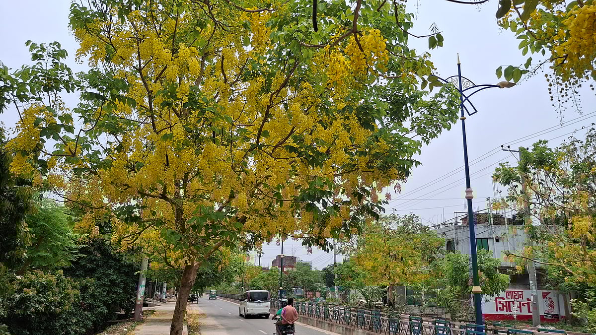 সড়কের ফুটপাতে লাগানো সোনালুগাছে ফুটেছে ফুল, ঝরে পড়ে আছে মাটিতে। আজ সোমবার তোলা