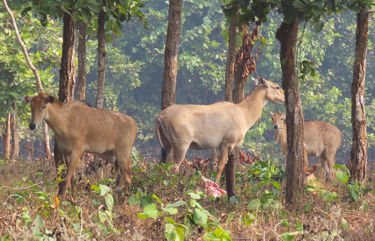 গাজীপুর সাফারি পার্কে মায়ের সঙ্গে ঘুরে বেড়াচ্ছে নীলগাইয়ের দুটি শাবক