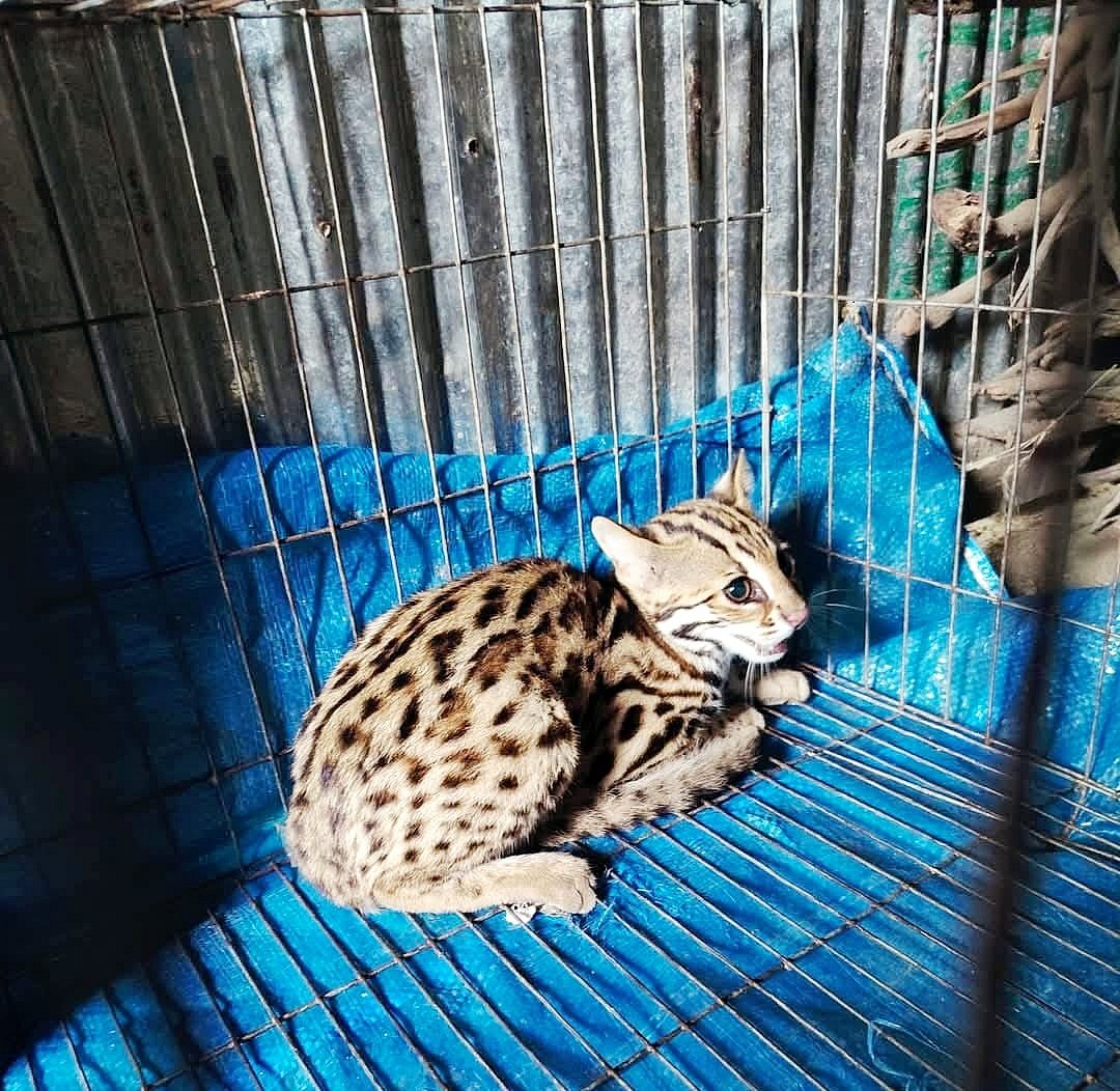 কুমিল্লার লালমাইয়ে ধাওয়া করে আটক করা মেছো বিড়ালটি কবুতরের খাঁচায় বন্দী করে রাখা হয়। আজ বিকেলে উপজেলার জগৎপুর উত্তর পাড়ার এলাকায়