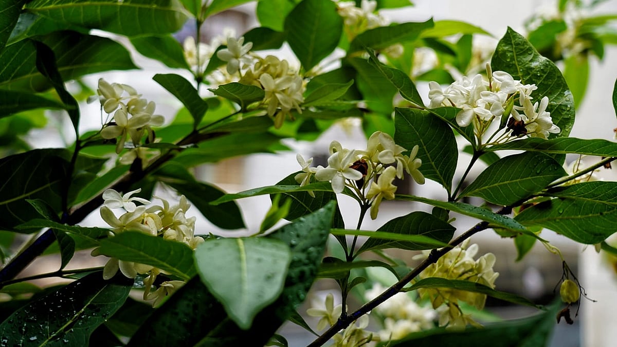 ঢাকার বিশ্বসাহিত্য কেন্দ্র ভবনের সামনেই ফুটেছে সাদা কুরচি ফুল