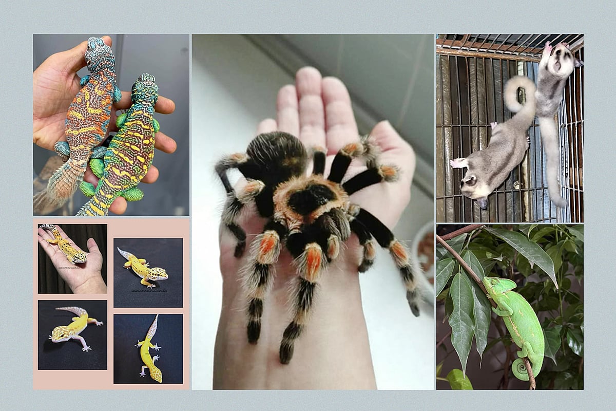 ফেসবুকে পেজ খুলে বিভিন্ন প্রজাতির বিদেশি প্রাণী বেচাকেনা চলছে