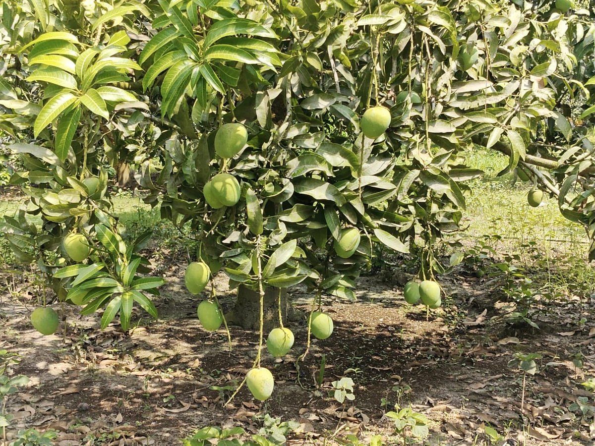 সাতক্ষীরার সবচেয়ে রসালো ও সুস্বাদু আম কাল থেকে বাজারে আসছে