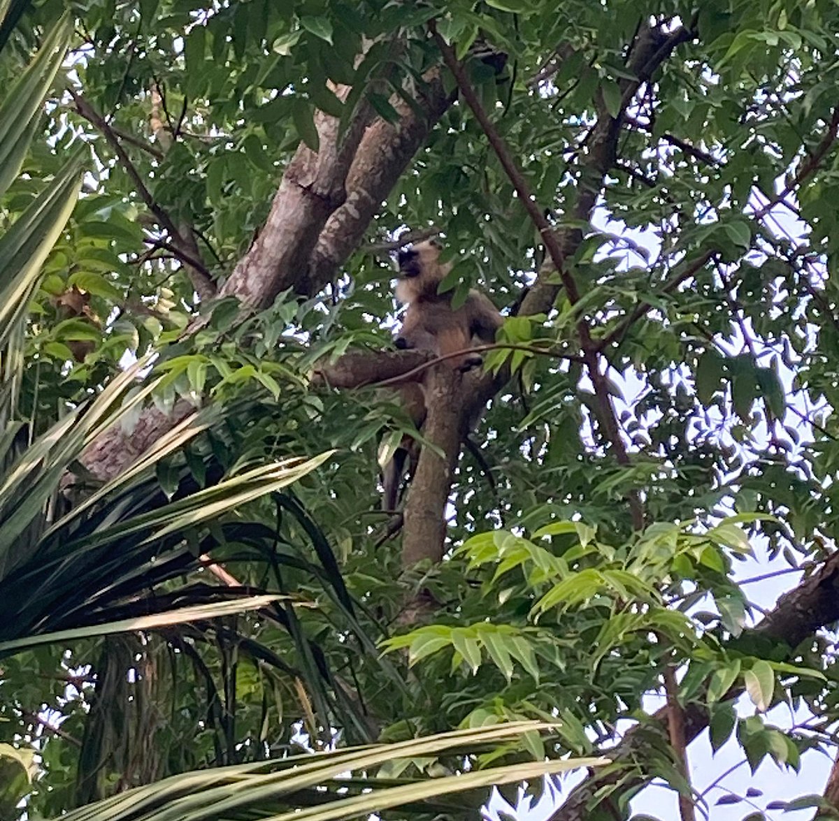 দুই দিন ধরে গাইবান্ধা শহরের কলেজ রোড মাঝিপাড়া এলাকায় একটি মুখপোড়া হনুমান ঘুরে বেড়াচ্ছে। বুধবার বিকেলে