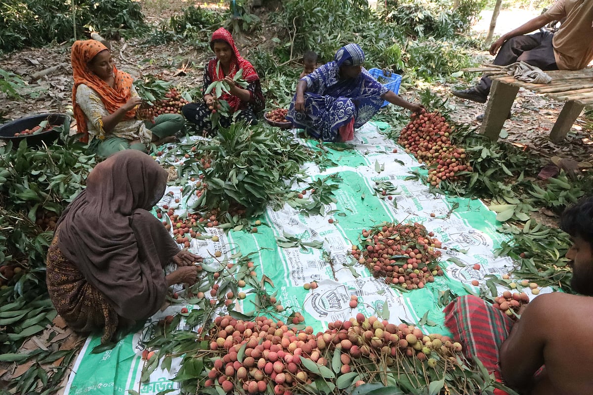 লিচুর ফলন আশানুরূপ না হলেও উৎসাহ নিয়ে লিচুর আঁটি বাঁধছেন চাষি ও তাঁর পরিবারের সদস্যরা