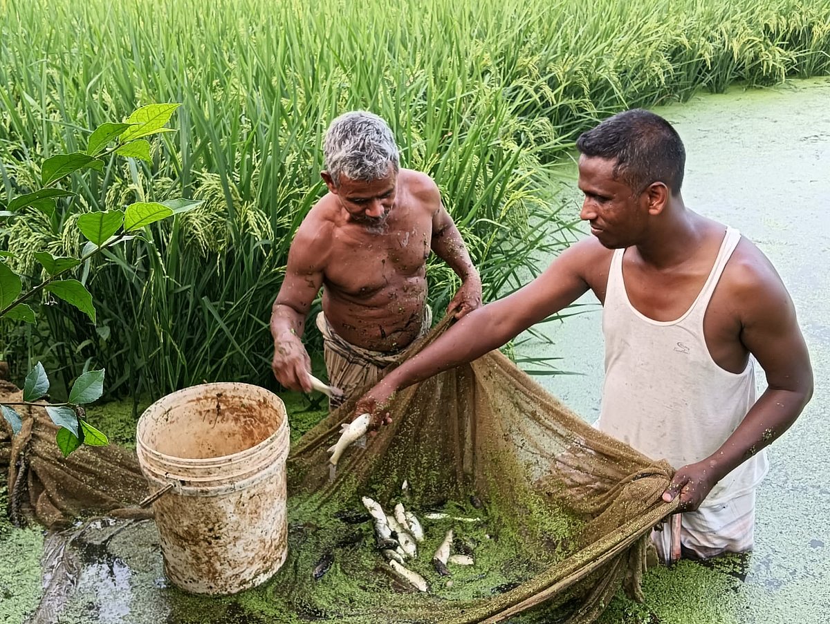 ধানখেত থেকে চাষ করা মাছ ধরছেন রংপুরের তারাগঞ্জ উপজেলার আবদুর রহিম (ডানে)