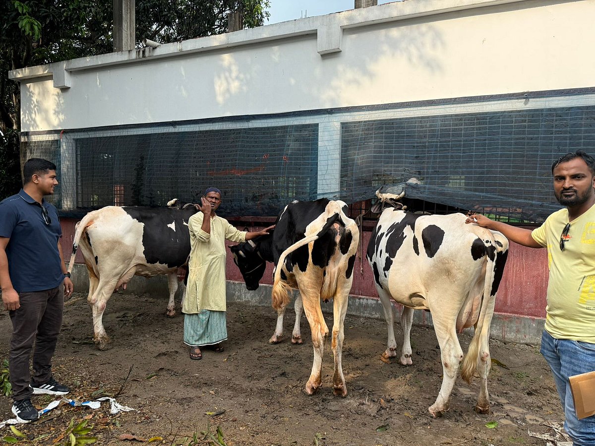 নারায়গঞ্জের সোনারগাঁও কলতাপাড়া ব্যাপারী ফার্ম থেকে গতকাল বুধবার তিনটি গাভি উদ্ধার করা হয়েছে