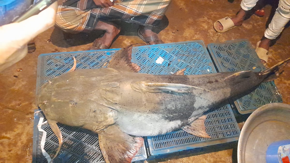 সুরমা নদীতে এক জেলের জালে ধরা পড়েছে ৪২ কেজি ওজনের একটি বাগাড় মাছ। গতকাল বুধবার সন্ধ্যায়