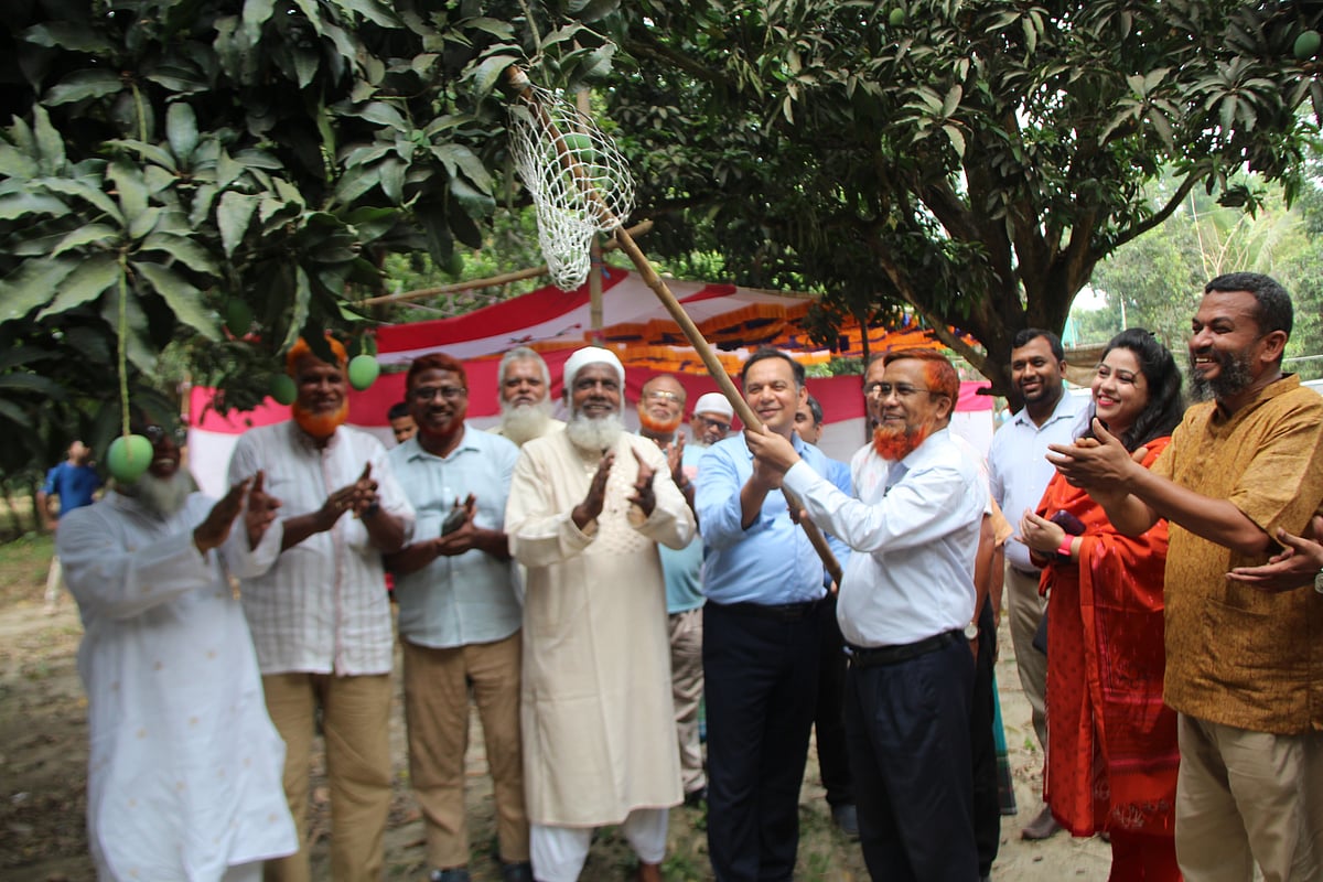 চুয়াডাঙ্গা পৌর এলাকার বুজগড়গড়িতে আজ বৃহস্পতিবার সকালে আনুষ্ঠানিকভাবে আম সংগ্রহের উদ্বোধন করা হয়েছে