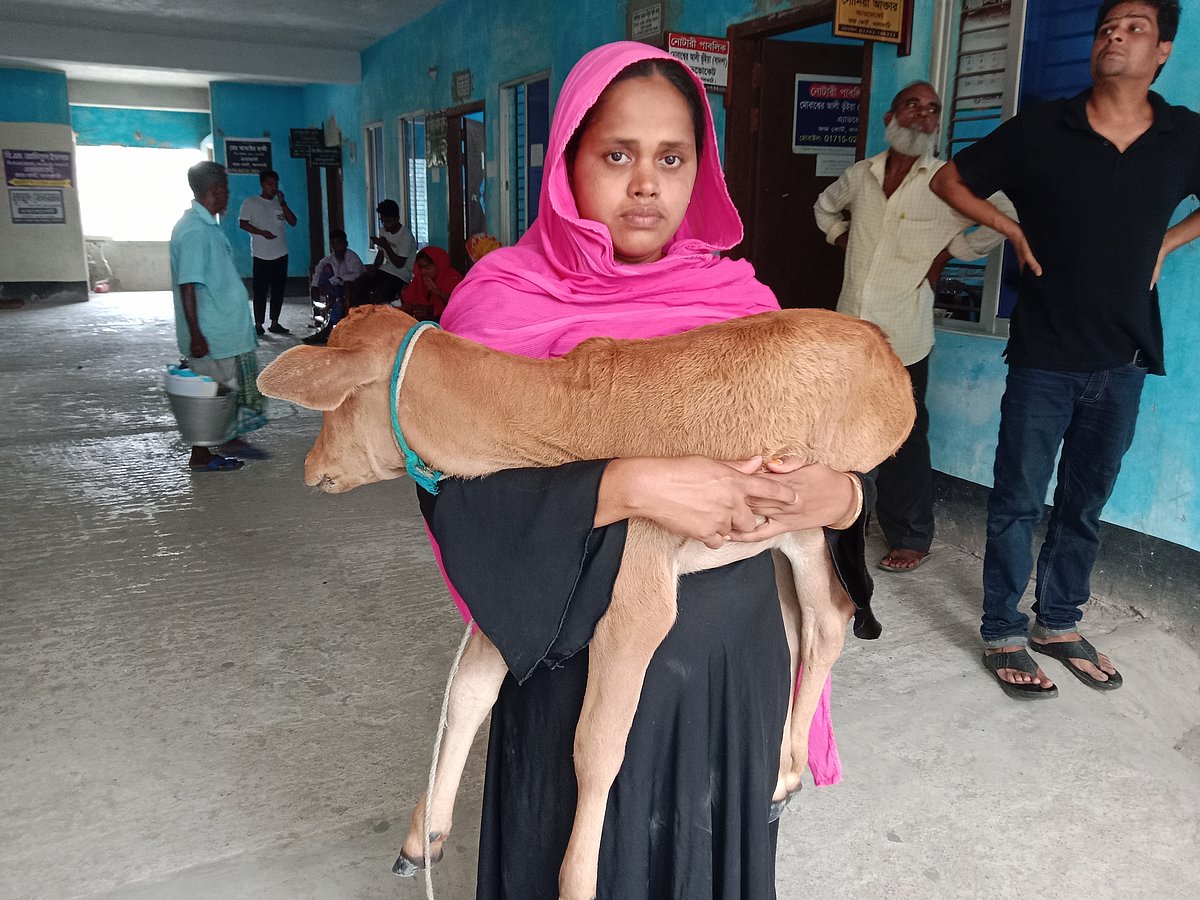 গরু ফেরত পেতে গরুর বাছুর নিয়ে ঝালকাঠির আদালতপাড়ায় হাজির হন নার্গিস বেগম। বৃহস্পতিবার সকালে