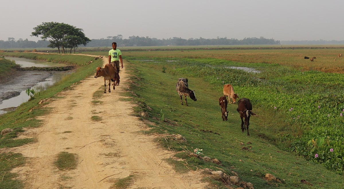 হাওরের পথে গরু নিয়ে চলছেন রাখাল। মৌলভীবাজারের কাউয়াদীঘি হাওরপারে