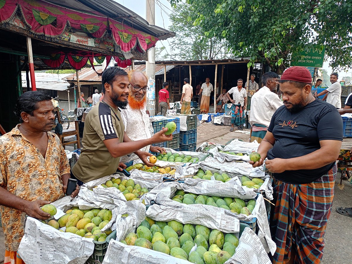 চুয়াডাঙ্গায় ‘ম্যাঙ্গো ক্যালেন্ডার’ মেনে বৃহস্পতিবার বাগান থেকে প্রথম আম পাড়ার পর আজ আড়তে তোলা হয়েছে। শুক্রবার শহরের পুরাতন ব্রিজমোড় এলাকায় ফলের পাইকারি বাজারে