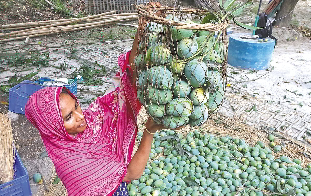 বাগান থেকে গুটি জাতের আম নামানো হচ্ছে। গতকাল রাজশাহীর হড়গ্রাম মিয়াপাড়া এলাকায়