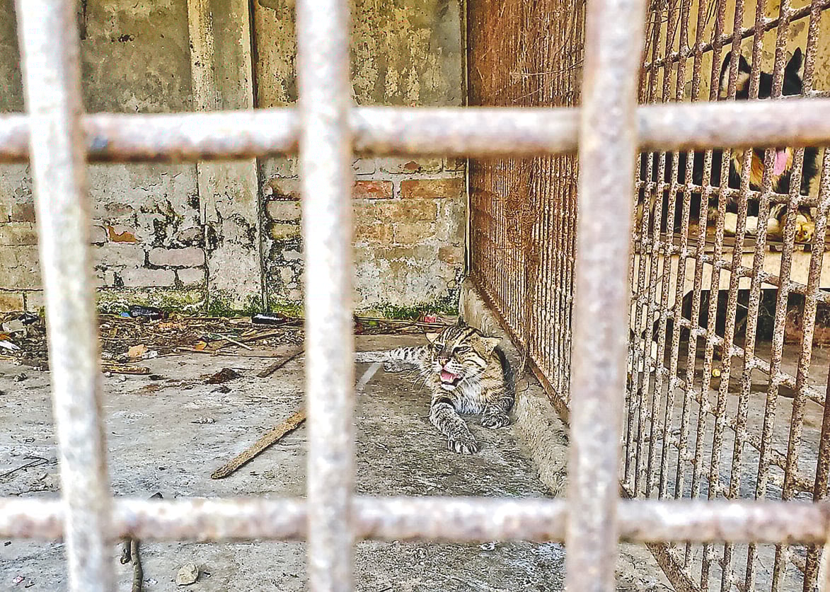 চুয়াডাঙ্গার দামুড়হুদায় একটি চিড়িয়াখানায় বন্দী মেছো বিড়াল