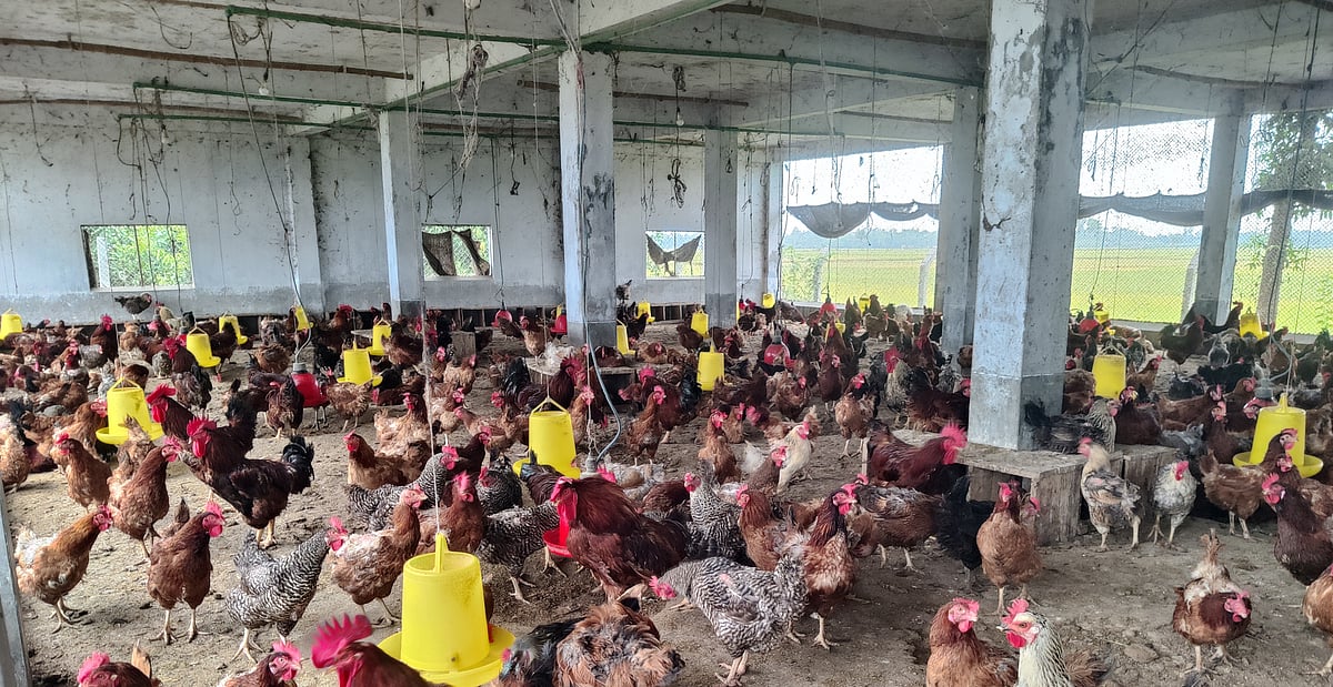 জয়পুরহাটের আক্কেলপুর উপজেলার কানুপুর এলাকায় অবস্থিত সএসবি পোলট্রি অ্যান্ড হ্যাচারি কমপ্লেক্স