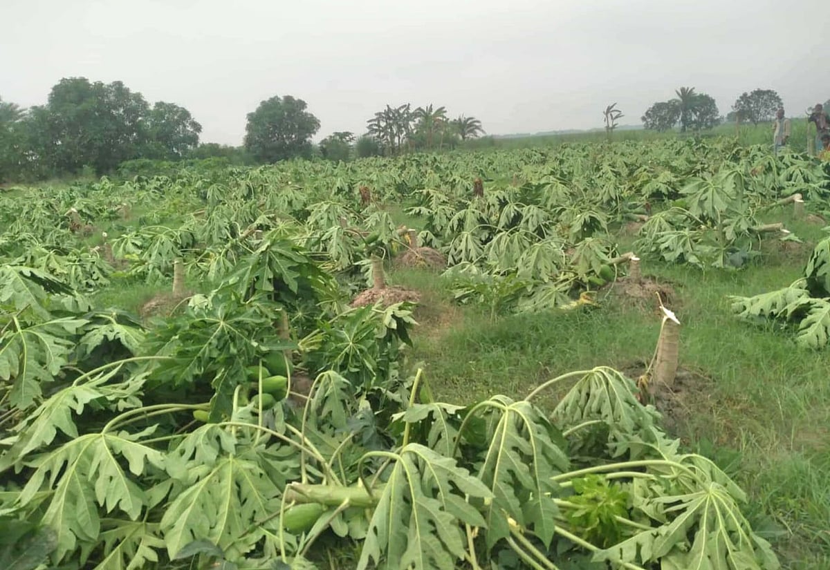 রাজশাহীতে আওয়ামী লীগ নেতার তিন বিঘা জমির পেঁপেগাছ কেটে ফেলা হয়েছে। উপজেলার গড়গড়ি ইউনিয়নের খানপুর গ্রামে