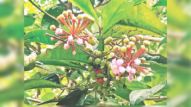 বাংলাদেশ কৃষি বিশ্ববিদ্যালয়ের বোটানিক্যাল গার্ডেনের বনজাম ফুল