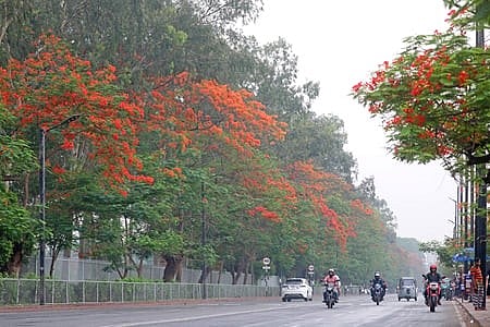 বিপুল বর্ণবিভা আর প্রস্ফুটনে শহরকে স্নিগ্ধ সুন্দর করে তুলেছে কৃষ্ণচূড়া। বৃহস্পতিবার বিকেলে রাজধানীর ক্রিসেন্ট লেক সড়কে