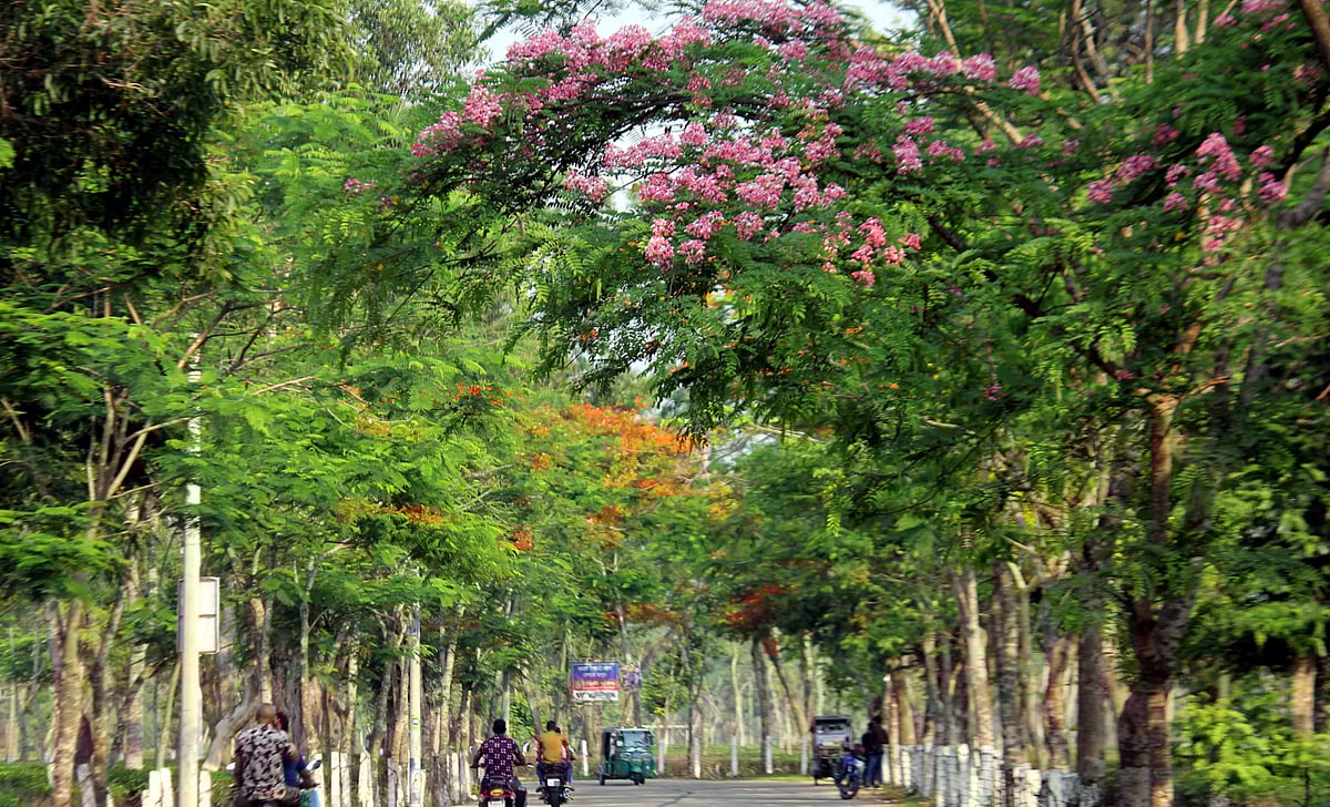 রাস্তার দুই পাশে ফুটেছে নানা ফুল। সৌন্দর্য উপভোগ করতে সেখানে ভিড় করছেন স্থানীয় লোকজন ও পর্যটকেরা। সম্প্রতি মৌলভীবাজারের শ্রীমঙ্গলের শ্রীমঙ্গল-ভানুগাছ সড়কে