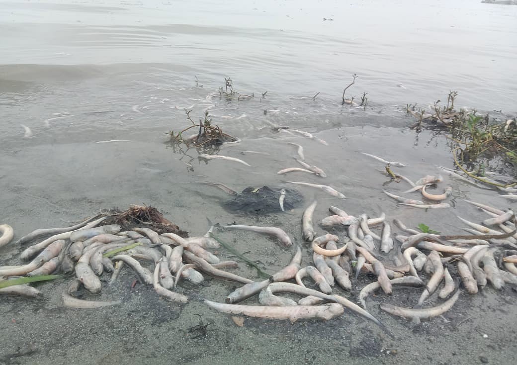নদী দূষণের কারণে মেঘনায় মরা মাছ ও জলজ প্রাণী ভেসে উঠেছে। গতকাল শনিবার সকালে চাঁদপুরের মতলব উত্তর উপজেলার ষাটনল এলাকায়