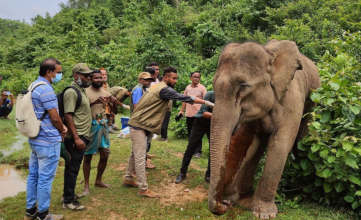 হাতির আঘাত পাওয়া সামনের ডান পায়ের ক্ষত পরিষ্কার করে অ্যান্টিবায়োটিক দেওয়া হয়। রোববার দুপুরে নালিতাবাড়ী উপজেলার শমশ্চুড়া গ্রামের পাহাড়ের ঢালে