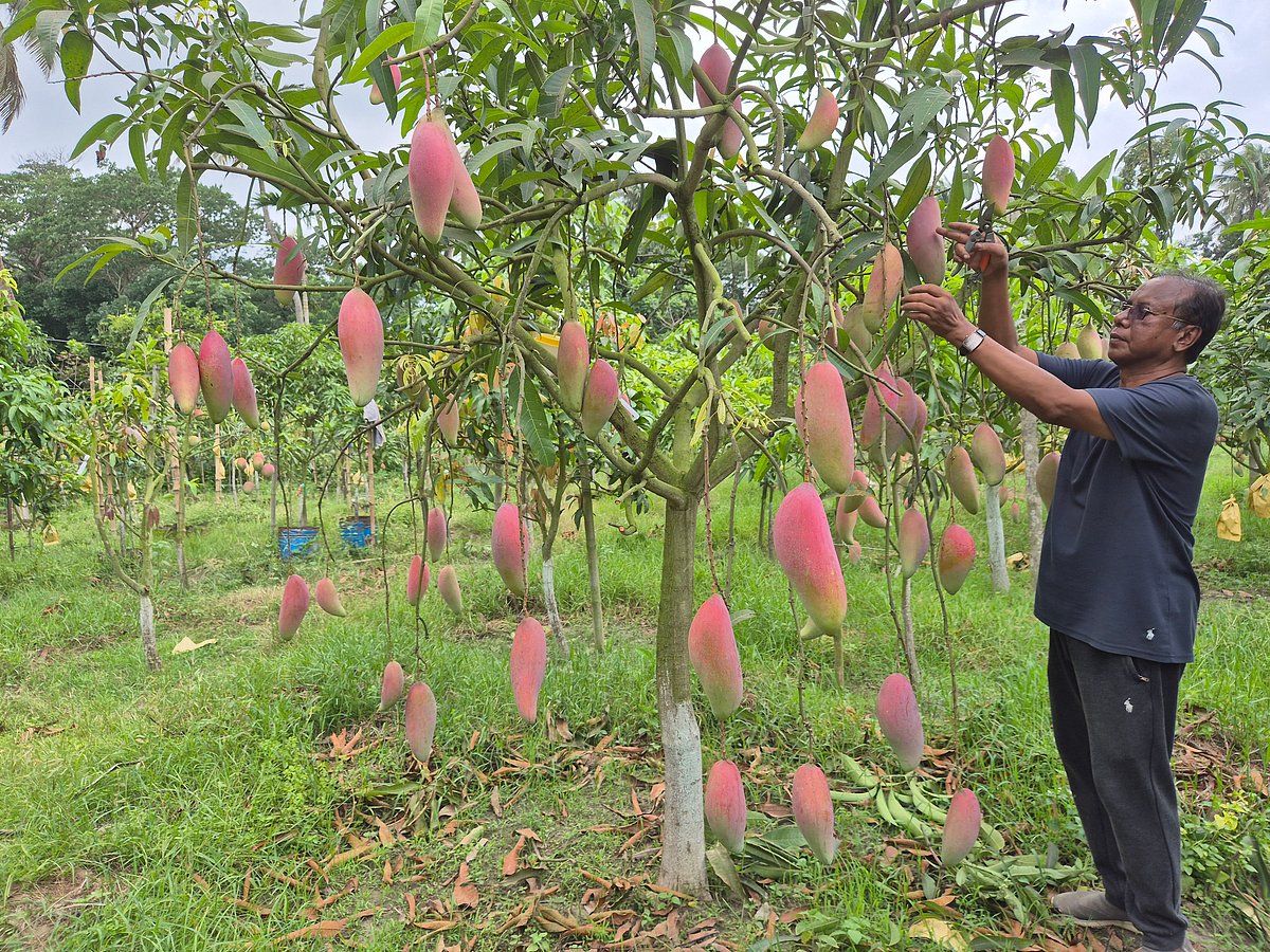 রেড আইভরি জাতের আম দেখাচ্ছেন শৌখিন ফলচাষি হেলাল উদ্দিন। গত শনিবার চাঁদপুর সদর উপজেলার শাহতলী গ্রামে, বিকেলে তোলা