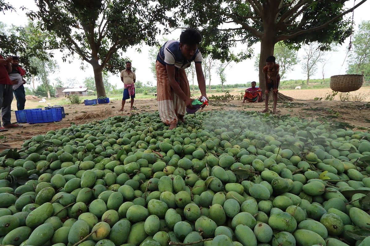 একসঙ্গে আম পাকাতে, রঙ আনতে এবং পচন রোধে কেমিক্যাল স্প্রে করা হচ্ছে। ছবিটি গত শনিবার রাজশাহী গোদাগাড়ী উপজেলার কাকনহাট  সাহাপুর এলাকার একটি বাগান থেকে তোলা