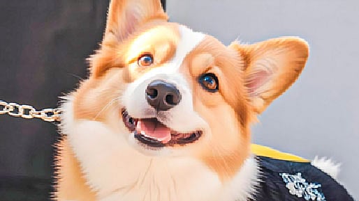 প্রতীকী ছবি