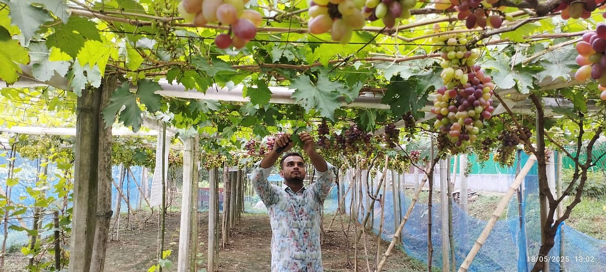 ময়মনসিংহের ভালুকায় ৭ শতাংশ জমিতে ১৩ জাতের আঙুর চাষ করেছেন কলেজছাত্র সুমন মিয়া