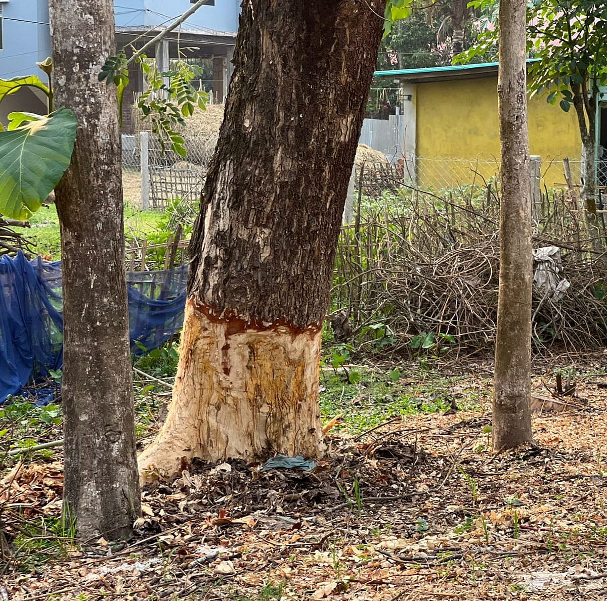 একটি গাছের গোড়া থেকে বাকল তুলে নেওয়া হয়েছে। দীঘিনালা-বাবুছড়া সড়কের কার্বারীটিলা এলাকা থেকে সম্প্রতি তোলা