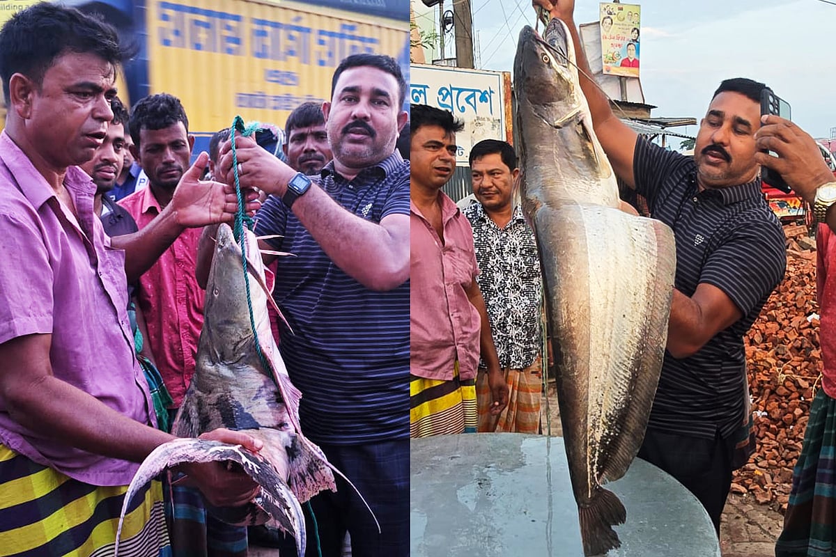 আজ সকালে রাজবাড়ীর দৌলতদিয়া ঘাট বাজারে নিলামে বিক্রি হয় বাগাড় ও বোয়াল