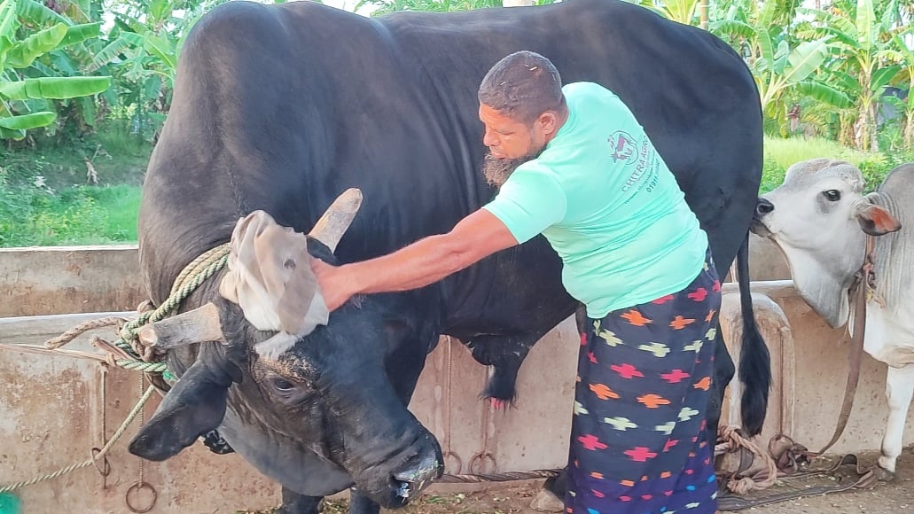 সব সময় পরিষ্কার-পরিচ্ছন্ন থাকতে পছন্দ করে ষাঁড়টি। আলাদা করে নিতে হয় যত্ন। ষাঁড়টির শরীর মুছে দিচ্ছেন খামারের এক কর্মী। গতকাল রোববার বিকেলে নড়াইল সদর উপজেলার তারাপুরে