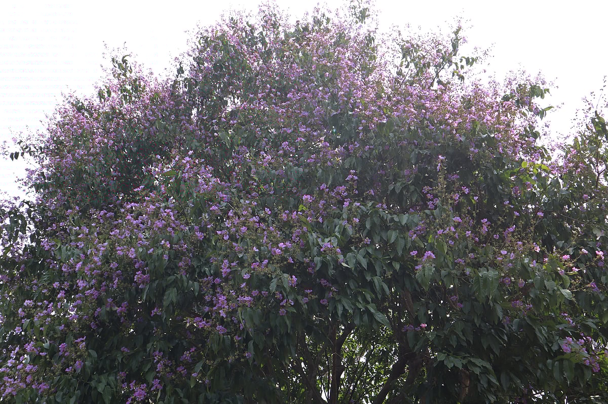 মৌলভীবাজারের রাজনগরের কাউয়াদীঘি হাওরপারের গ্রাম রক্তার একটি বাড়িতে আছে দেড় শ বছরের পুরোনো জারুলগাছ
