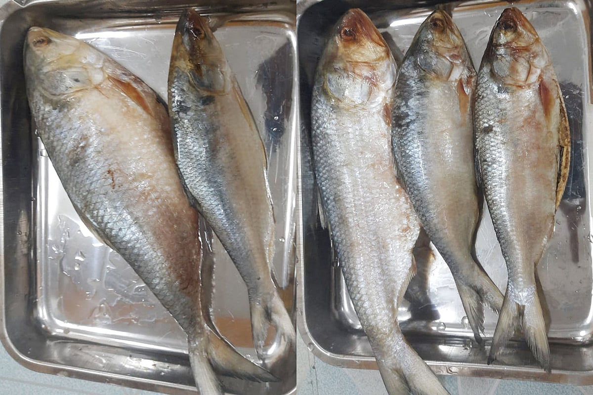 তেতুঁলিয়া নদীর ইলিশ (বাঁয়ে) ও মেঘনার ইলিশ