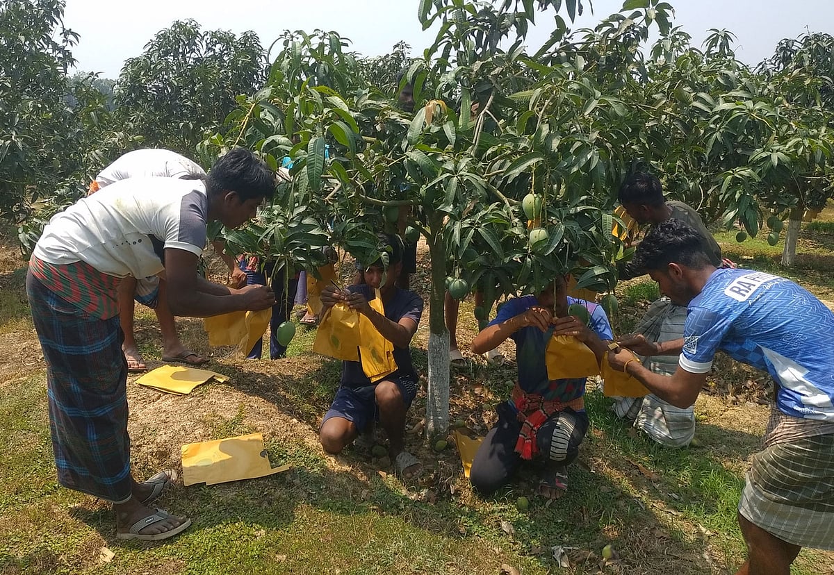 আমের গুণগত মান ঠিক ও নিরাপদ রাখতে বিশেষ ধরনের কাগজের ব্যাগ দিয়ে আমকে আবৃত করা হচ্ছে। সম্প্রতি নওগাঁর পোরশা উপজেলার বন্ধুপাড়া এলাকার একটি আমবাগানে