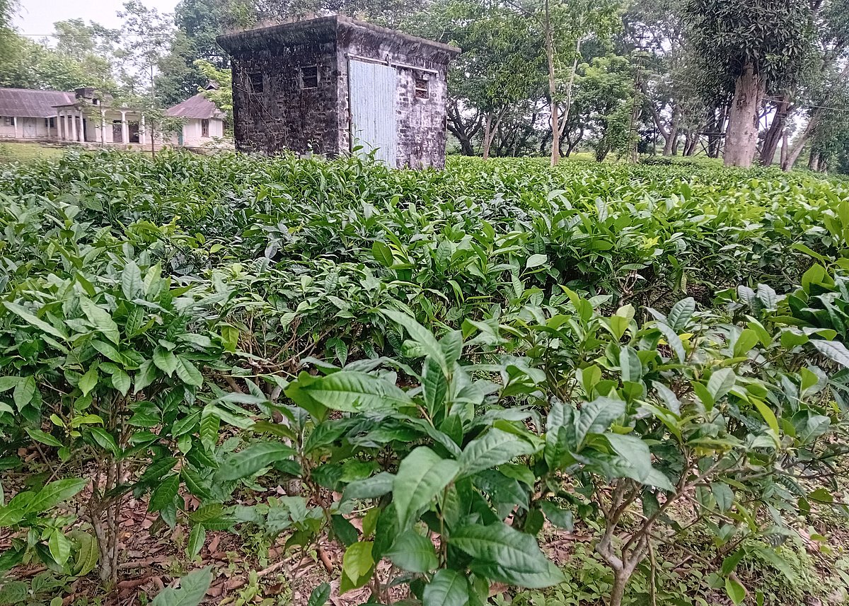মৌলভীবাজারের জুড়ী উপজেলার ফুলতলা চা-বাগান দীর্ঘ দিন ধরে বন্ধ থাকায় চায়ের কুঁড়ি তোলা বন্ধ আছে। ফলে বুড়িয়ে যাচ্ছে চা-গাছ। গত রোববার তোলা