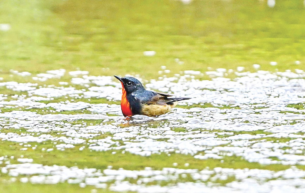 চট্টগ্রামের হাজারিখিল বন্য প্রাণী অভয়ারণ্যে স্নানরত পুরুষ অগ্নিগলা পাখি