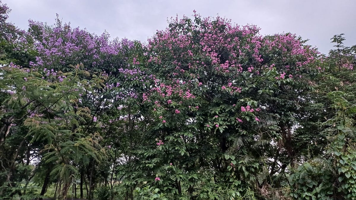 সড়কের দুই পাশে সবুজ বাগানে ফুটেছে সারি সারি জারুল ফুল। রঙিন হয়ে উঠেছে পুরো এলাকা। পঞ্চগড়ের দেবীগঞ্জ উপজেলা শহরের উপকণ্ঠে রাঙ্গাপানি সেতুসংলগ্ন তালতলী-মরাতল্লী এলাকায়