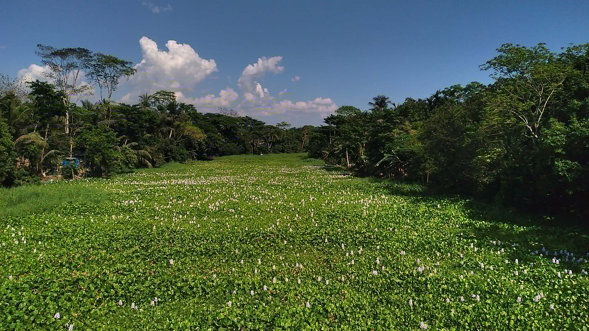 চাঁদপুরের মতলব উত্তর উপজেলার শাখা ধনাগোদা নদীতে কচুরিপানার স্তূপ। আজ সকালে নয়াকান্দি এলাকায়