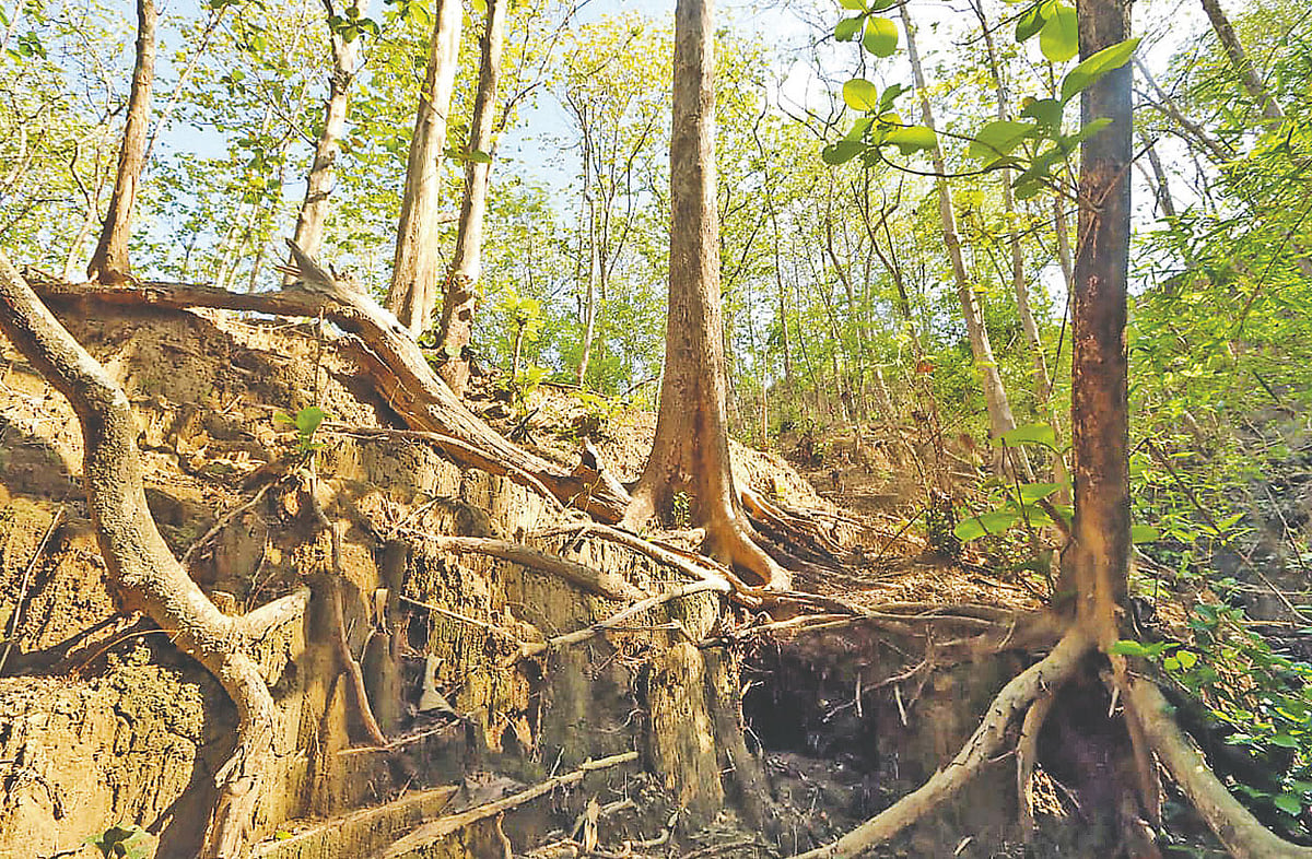 প্রচুর পানি শোষণকারী সেগুনগাছের গোড়ার মাটি ক্ষয় হয়ে গেছে। গত মঙ্গলবার রাঙামাটি সদরের কুতুকছড়ির ধর্মঘর এলাকায়