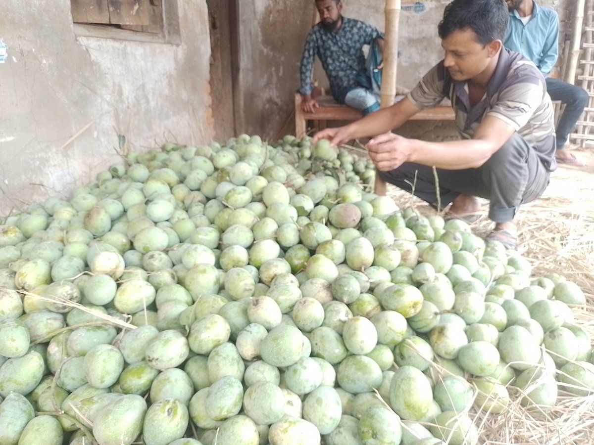 গুটি জাতের আম কিনেছেন রবিউল ইসলাম নামের এক ব্যবসায়ী। আজ বৃহস্পতিবার দুপুরে নওগাঁর সাপাহার আম হাটের গোডাউনপাড়ায়