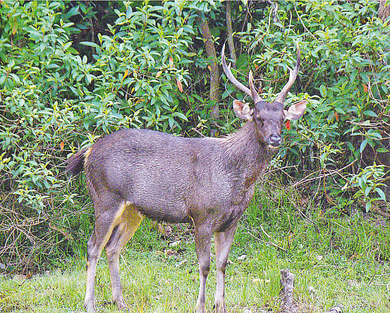কক্সবাজারের ডুলাহাজারা সাফারি পার্কের বনে পুরুষ সাম্বার হরিণ