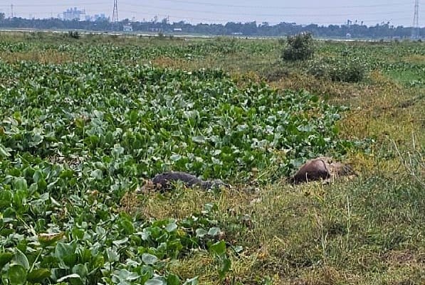 তলিয়ে যাওয়ার পর একে একে ভেসে ওঠে মৃত গরুগুলো। আজ শুক্রবার বিকেলে মুন্সিগঞ্জের গজারিয়ায় উপজেলার হোসেন্দী ইউনিয়নের ভাটি বলাকী গ্রামে