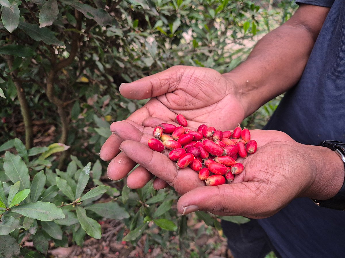 মিরাকেল বেরি ফলটি চেরি ফলের মতো দেখতে হলেও ছোট। গত শনিবার সকালে চাঁদপুর সদর উপজেলার শাহতলী গ্রামে