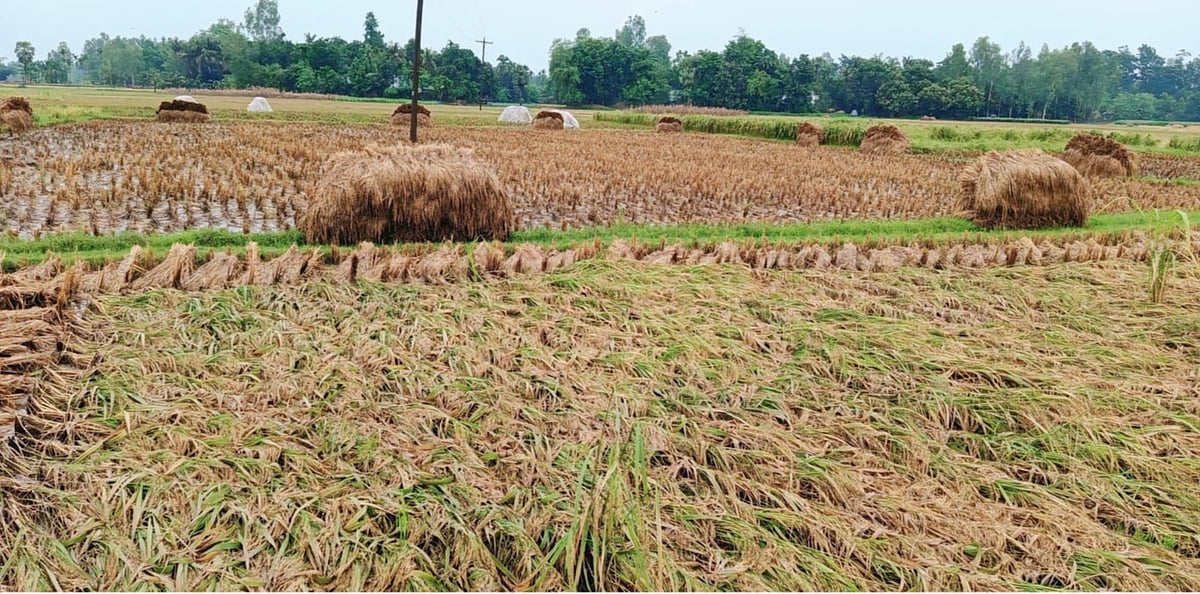 টানা বৃষ্টি ও দমকা হাওয়ায় বোরো খেতের ধানগাছগুলো নুয়ে পড়েছে। নওগাঁর মান্দা উপজেলার নুরুল্লাবাদ এলাকার একটি মাঠে