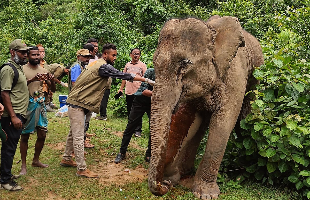 শেরপুরের নালিতাবাড়ীতে দ্বিতীয় দফায় চিকিৎসা দেওয়ার পর বনে ফিরে যাচ্ছে বন্য হাতি। ১৮ মে উপজেলার সমশ্চুড়া পাহাড়ের ঢাল থেকে