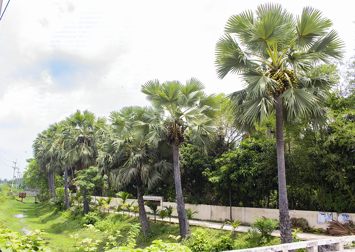 বাঁধের পাশে প্রায় ১০ কিলোমিটার এলাকাজুড়ে শোভা পাচ্ছে শত শত তালগাছ