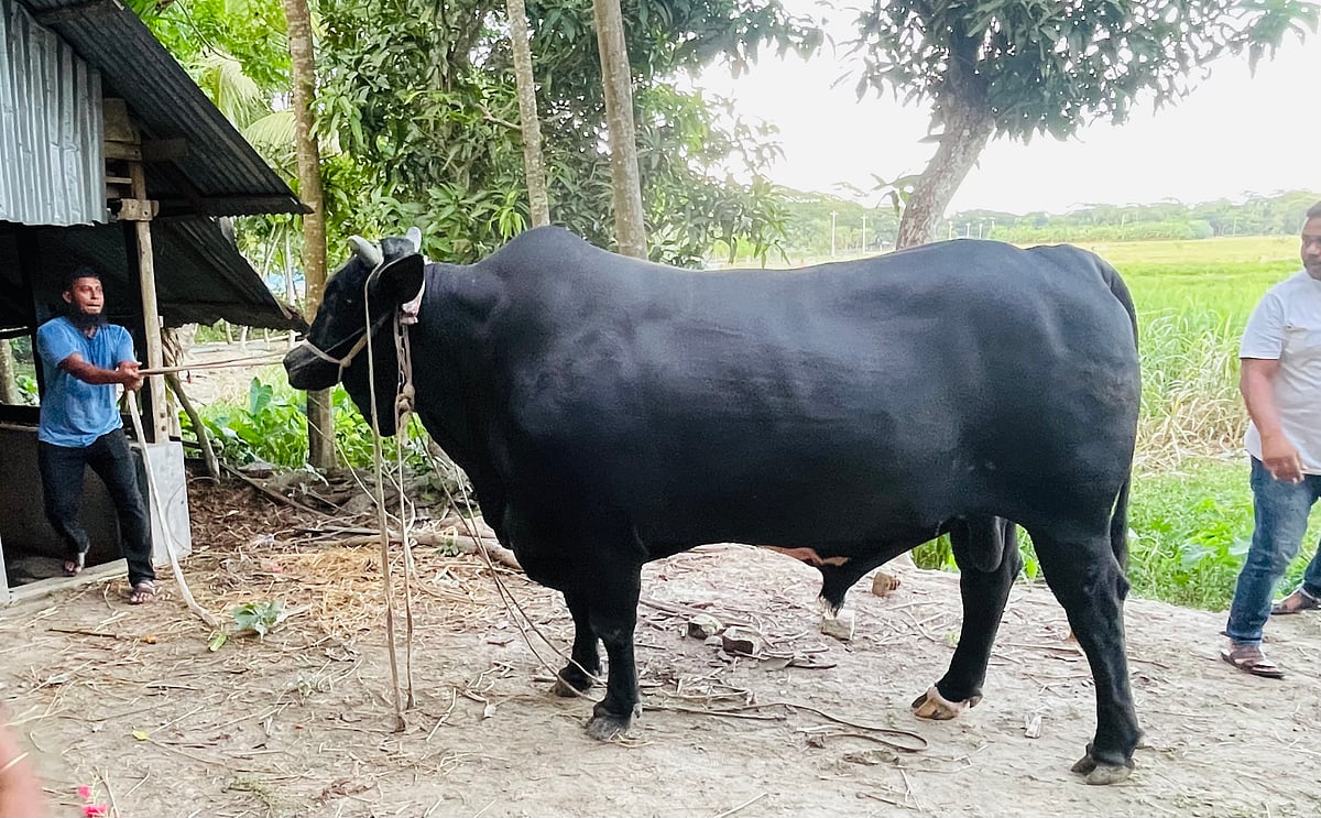 সোহাগ মৃধার বাড়িতে বেড়ে ওঠা প্রায় ৩৫ মণ ওজনের ‘কালো মানিক’। ষাঁড়টি খালেদা জিয়াকে উপহার দিতে চান কৃষক সোহাগ মৃধা। শনিবার বিকেলে তোলা