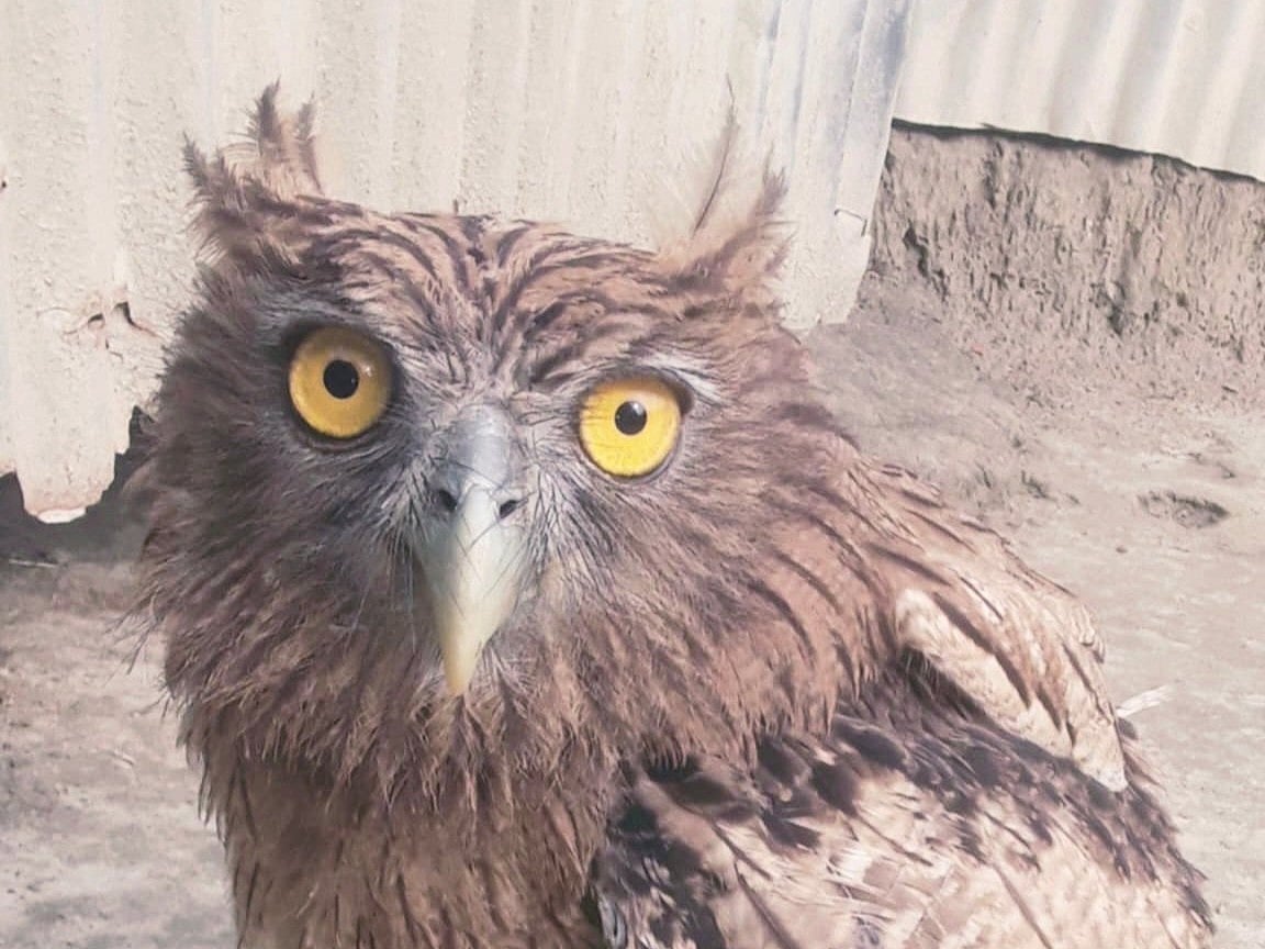 বগুড়ার শেরপুরে পরিচর্যায় সুস্থ হয়ে ওঠা একটি হুতোম প্যাঁচাকে অবমুক্ত করা হয়েছে। আজ দুপুরে আকাশে উড়িয়ে দেওয়া হয় এটি