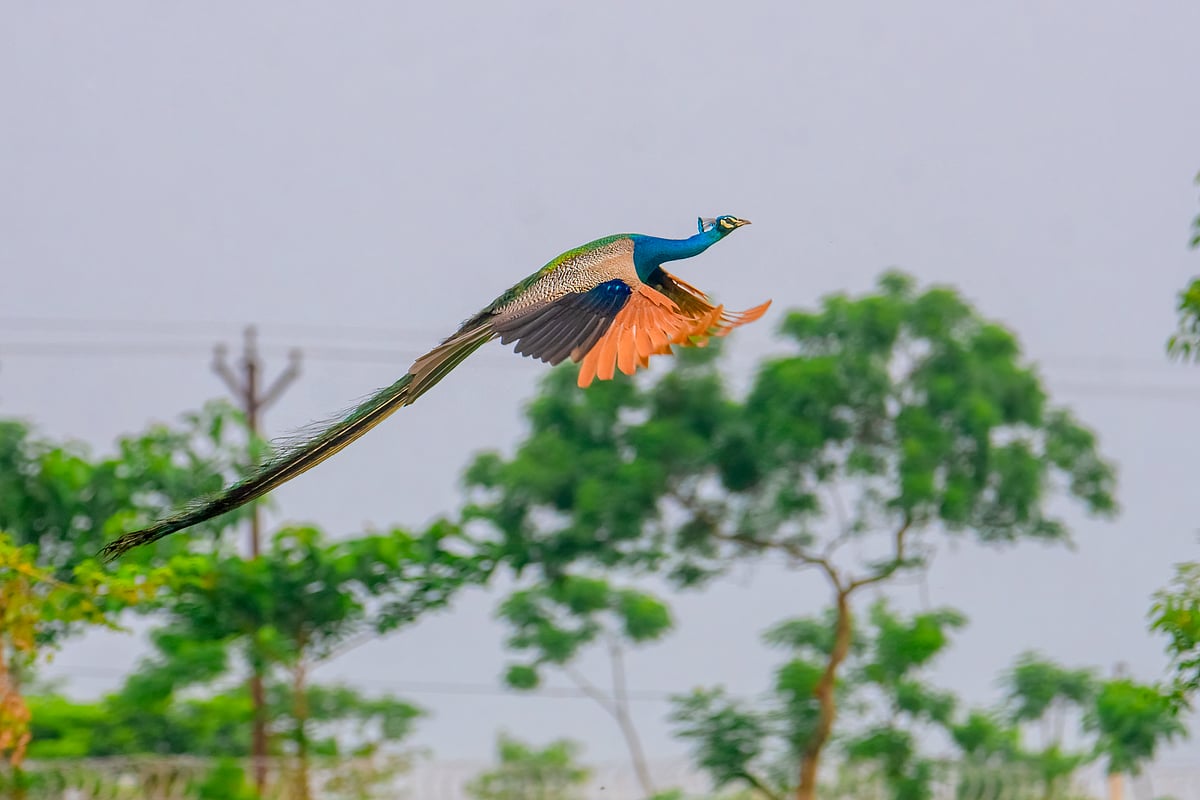 দেশের উত্তরাঞ্চলের জেলা পঞ্চগড়ের তেঁতুলিয়া সীমান্তে উড়ছে একটি ময়ূর। ৯ মে